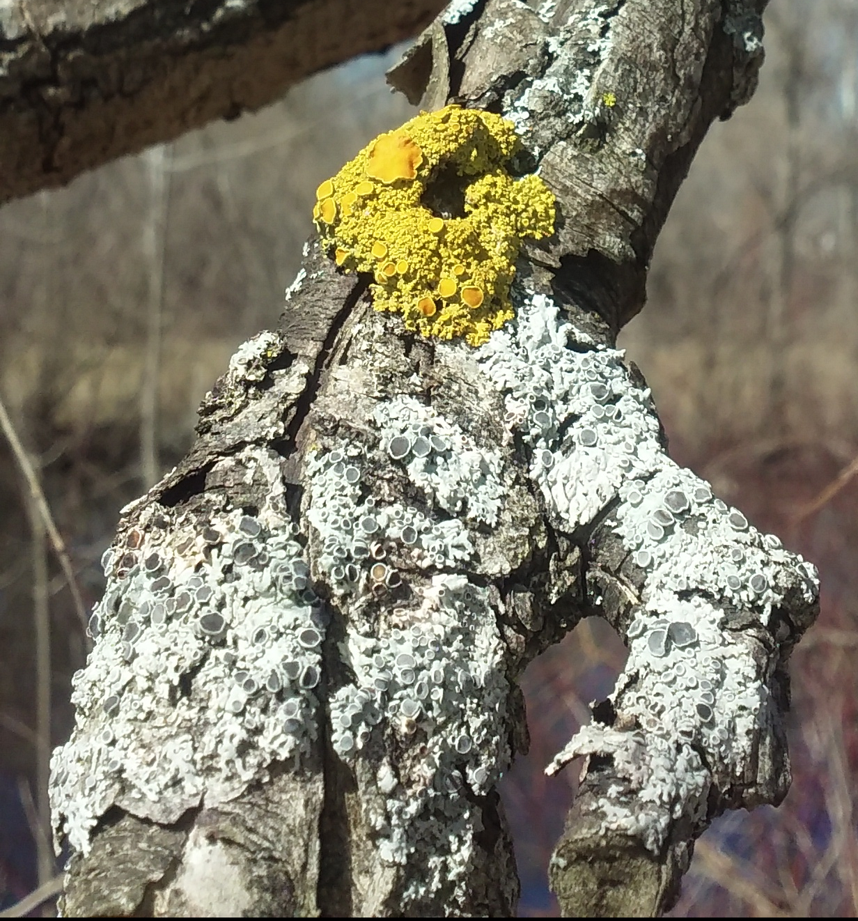 lichen on branch