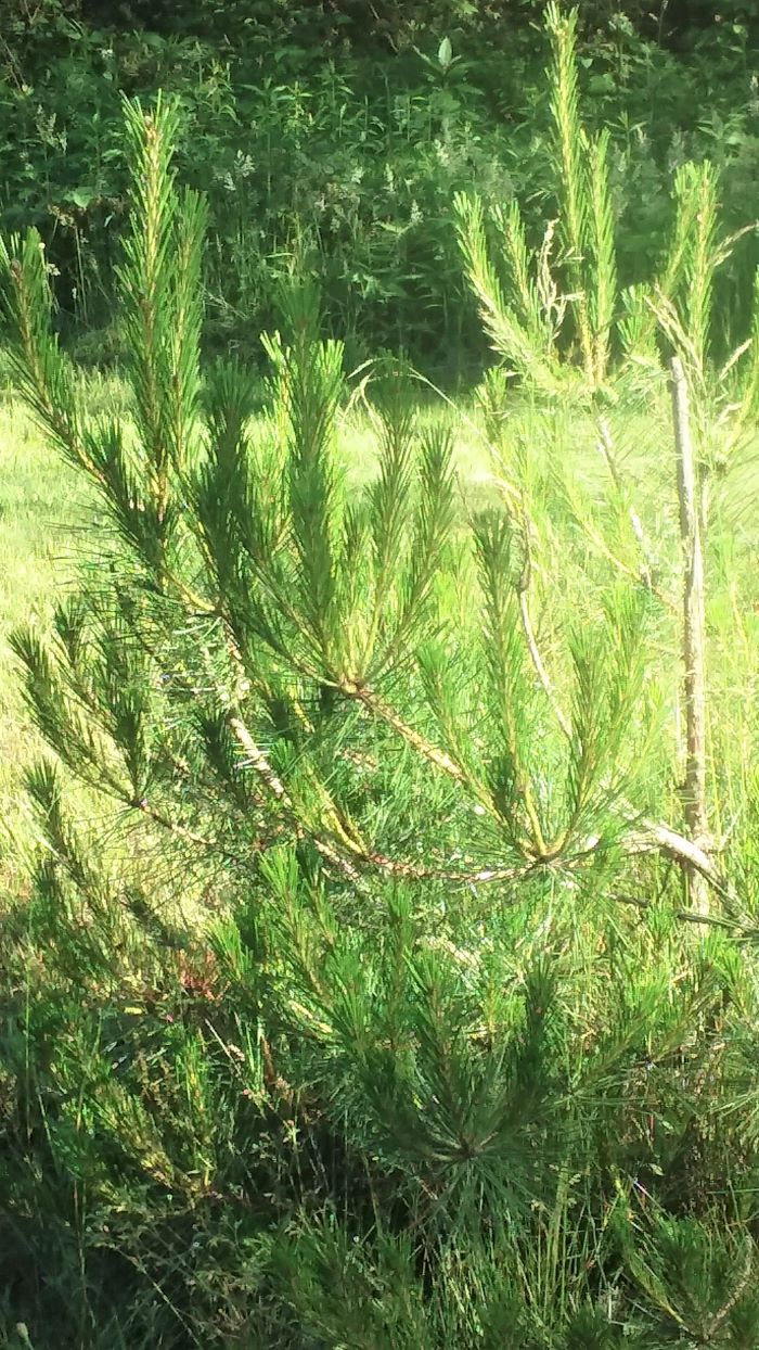 resized baby red pine 1 0621