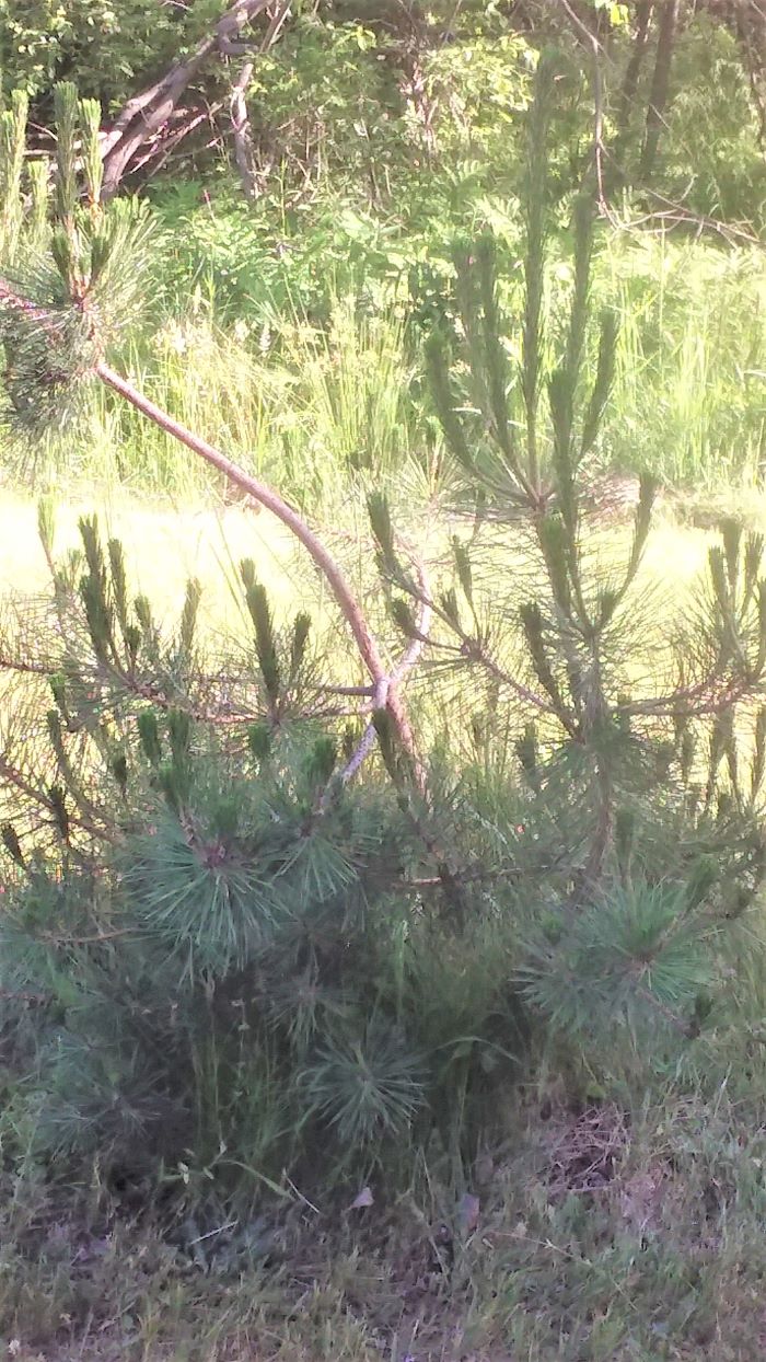 resized baby red pine 2 061821