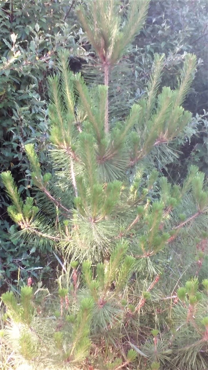 resized baby red pine 3 061821