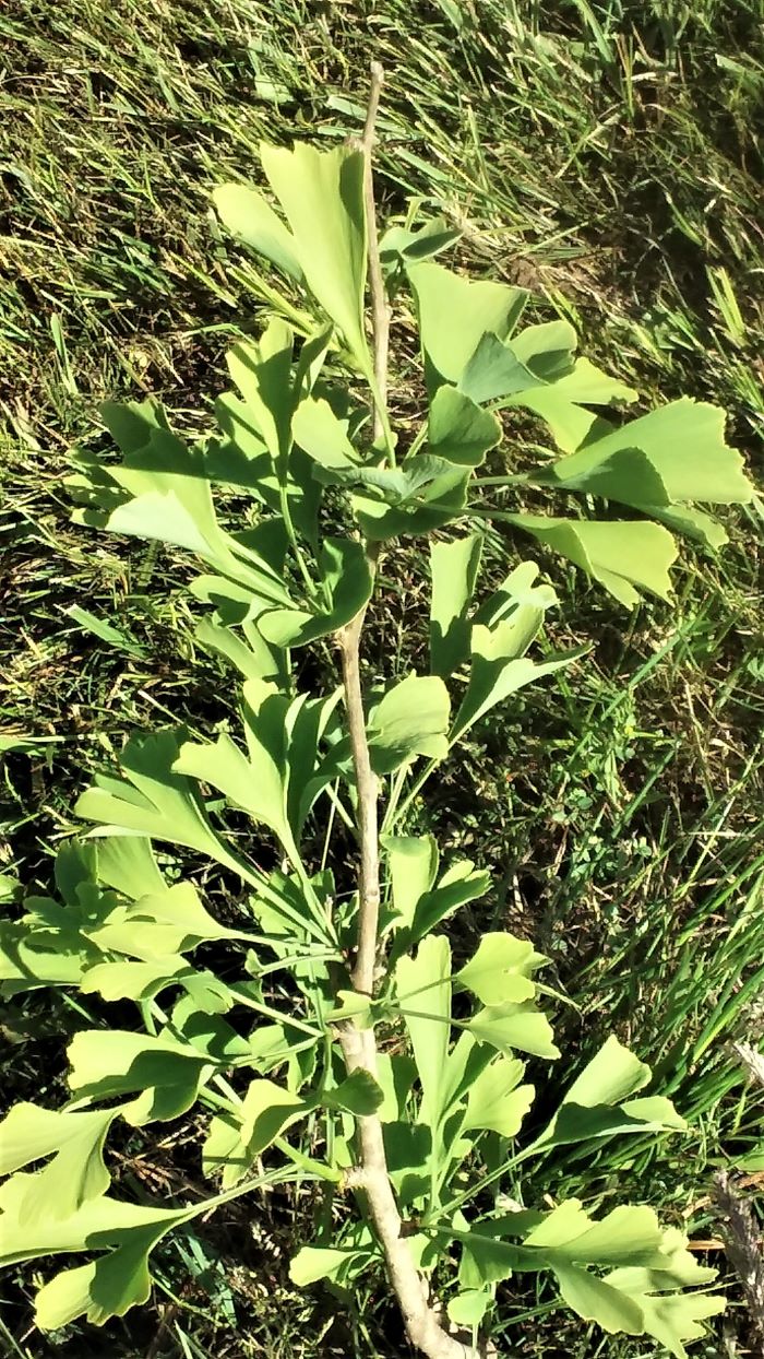 resized back field ginkgo 1 061821