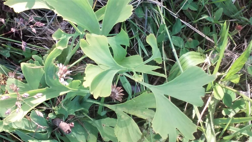 resized back field ginkgo 3 061821