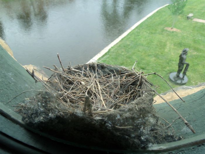 resized birds nest in porthold on 4th floor with curwoods statue below 060221