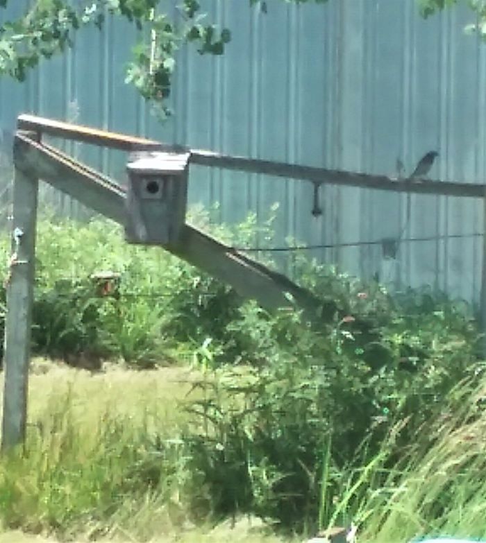 resized bluebird near nest 0621