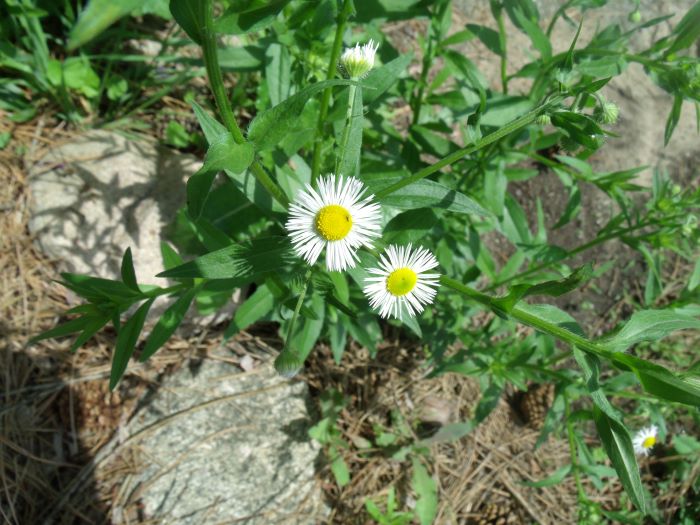 resized chamomile