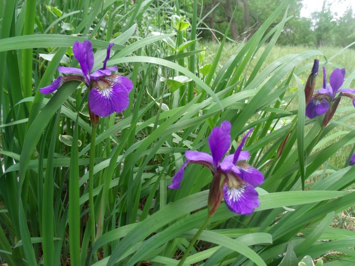 resized japanese iris
