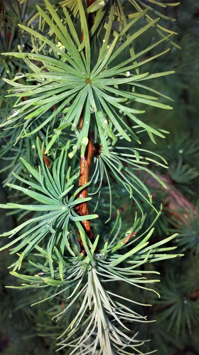 resized larch branch 060721