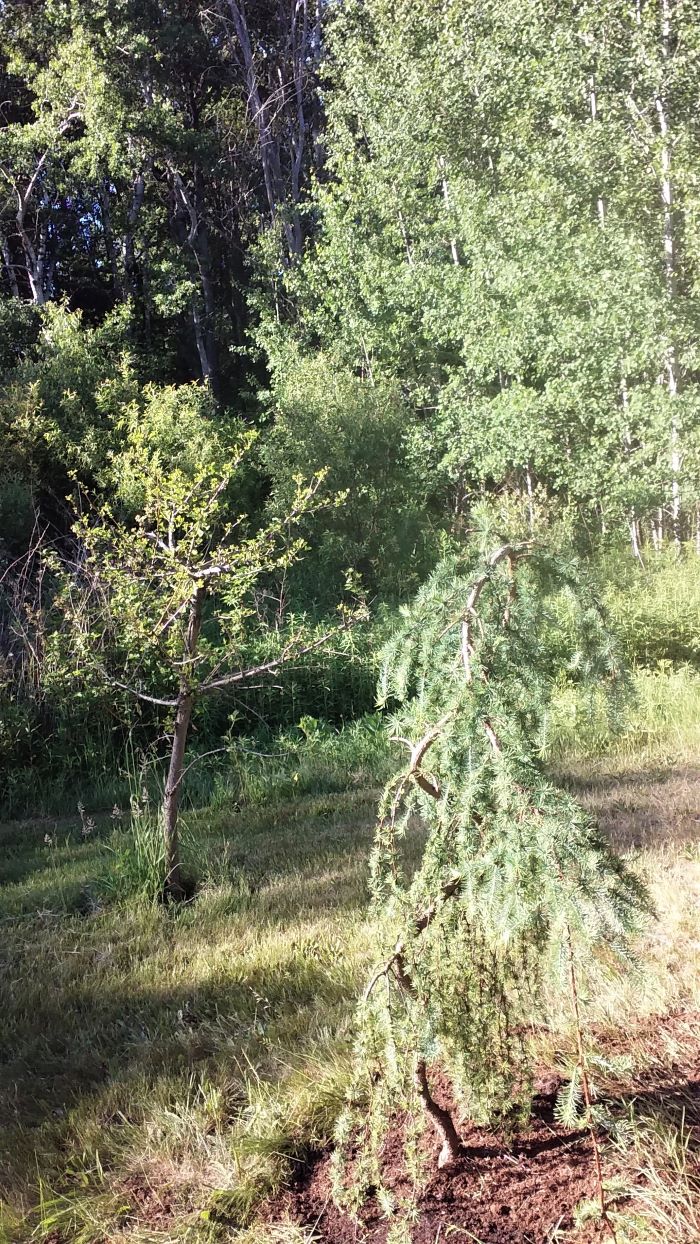 resized larch planted near ginkgo today 061621
