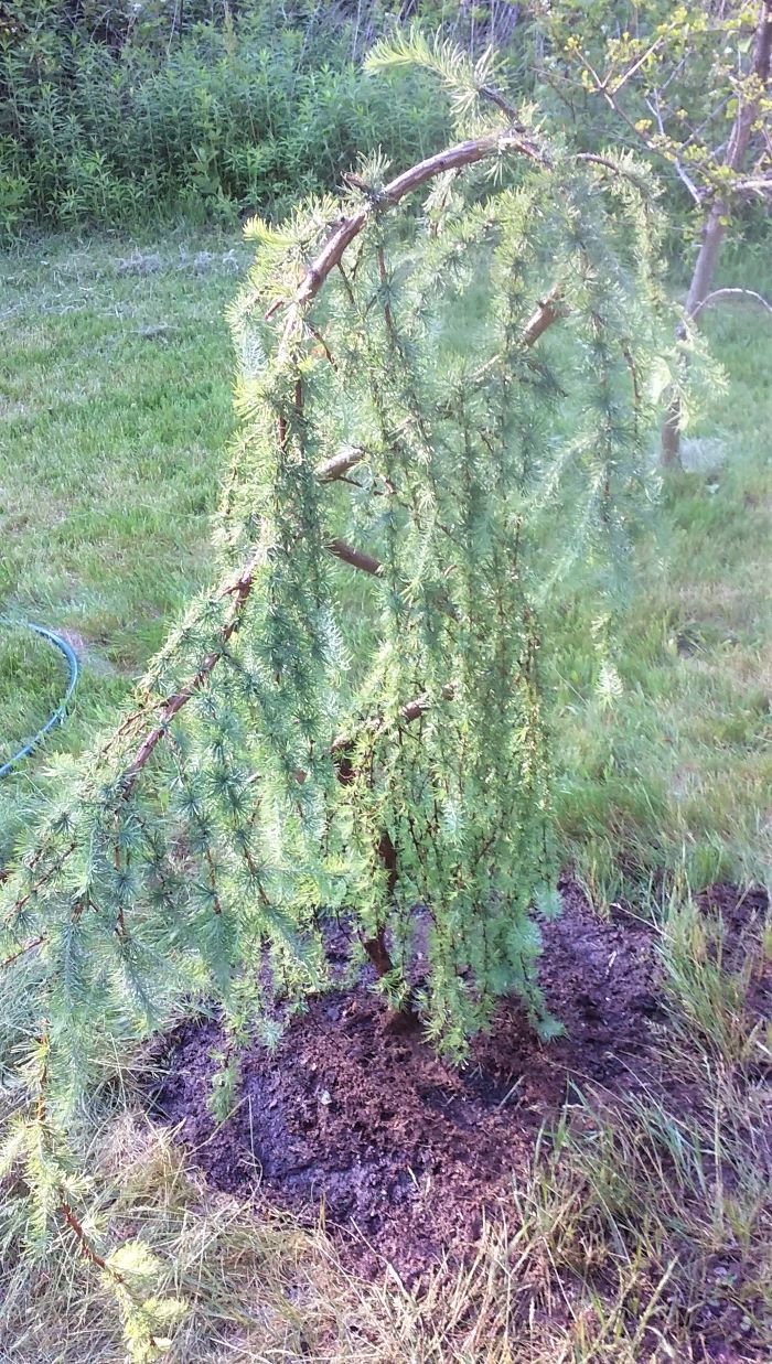 resized larch tree planted today 2 061621