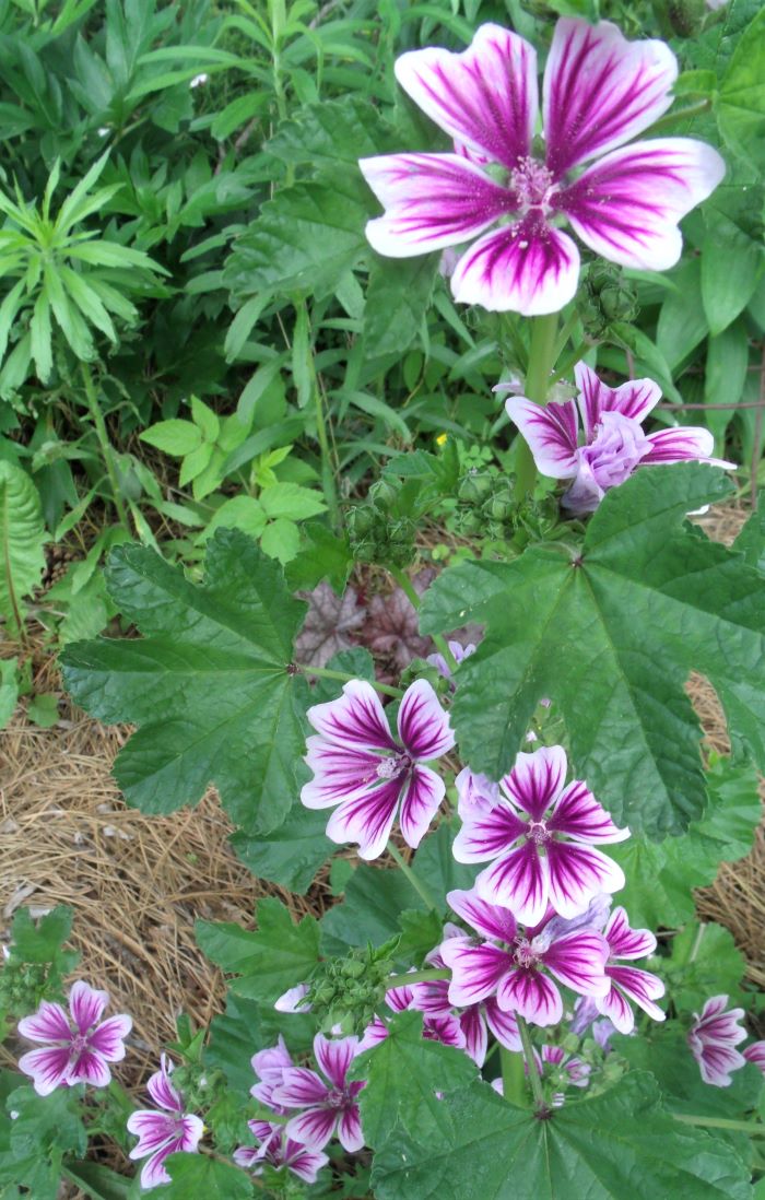 resized malva zebrina