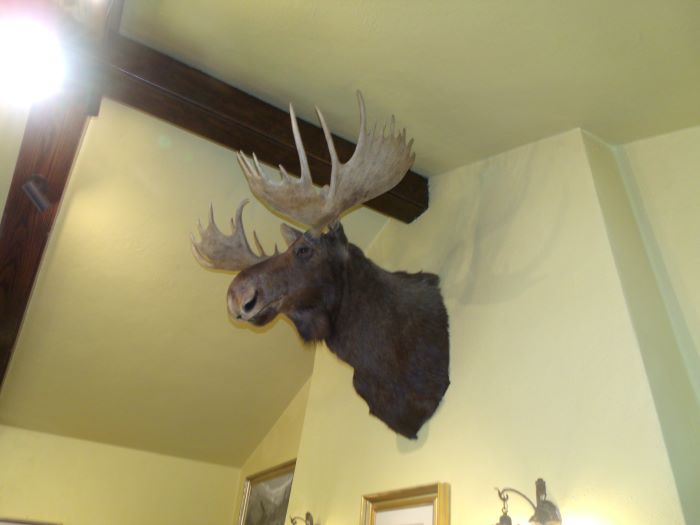 resized moosehead