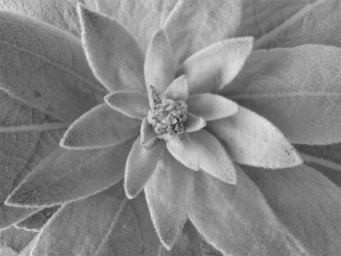 resized mullein manipulated image