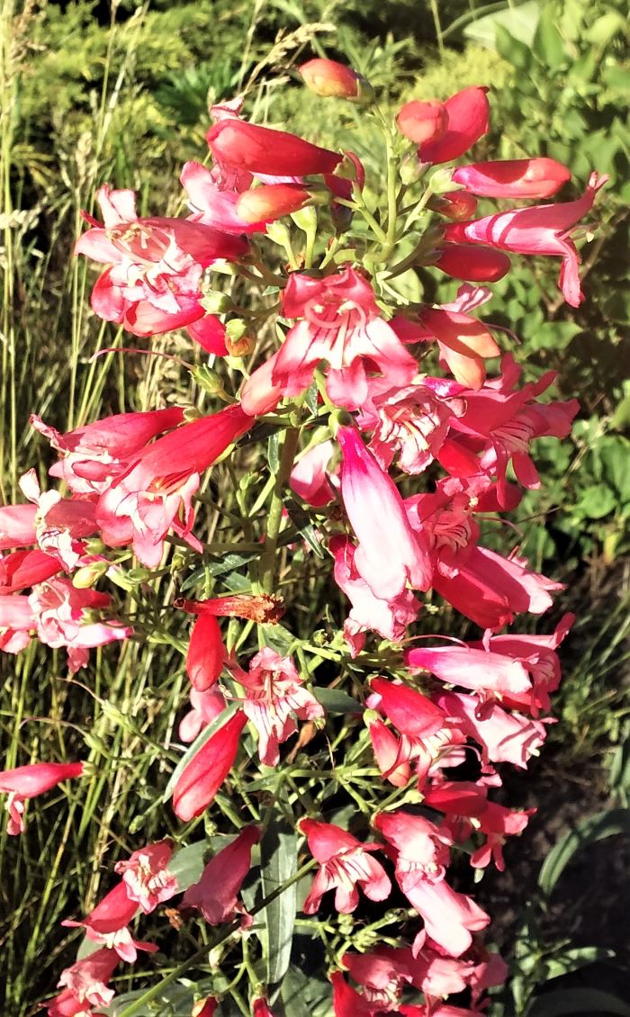 resized penstemon aka beardtongue new in 2021 0621