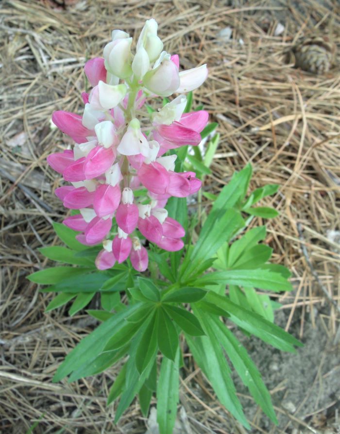 resized pink lupine