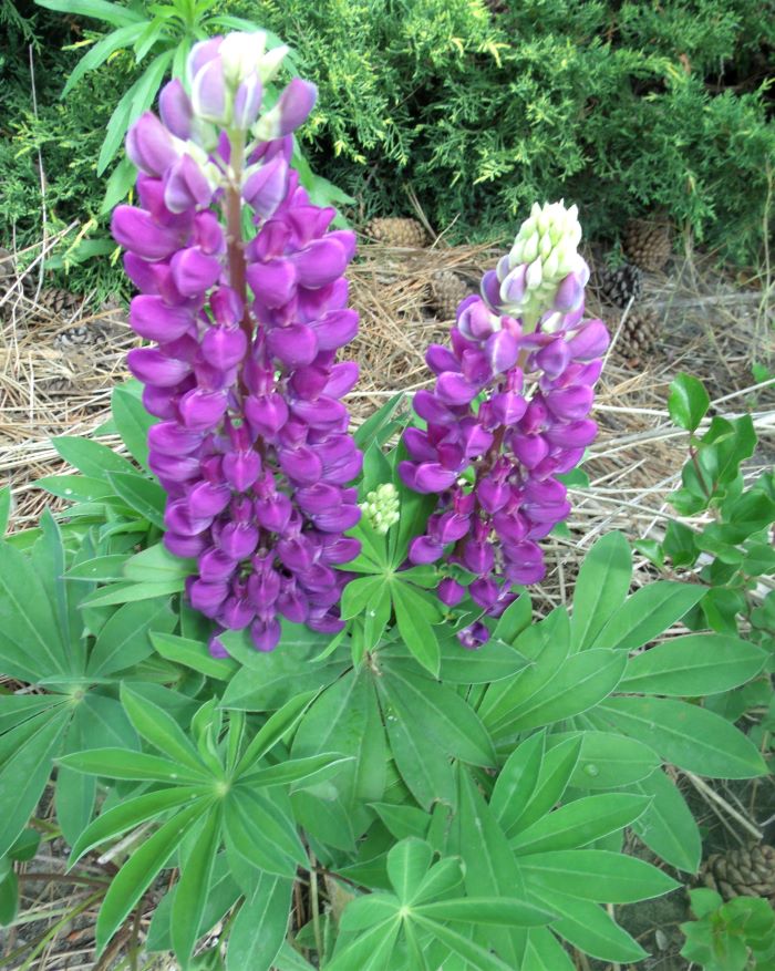 resized purple lupine