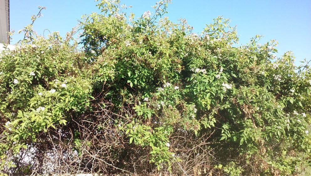 resized swamp rose 1 061821