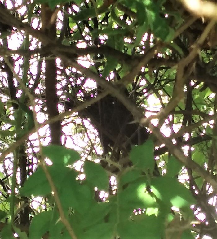 resized swamp rose birds nest 061821