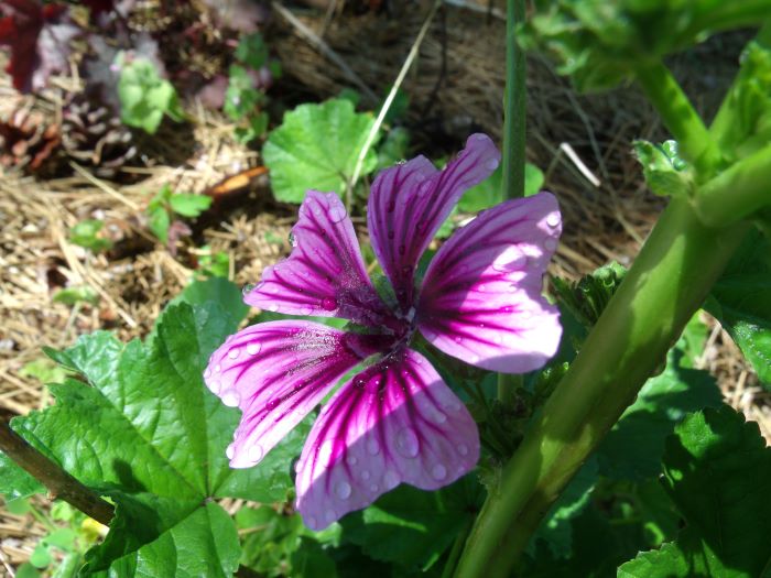 resized zebrina malva 060121