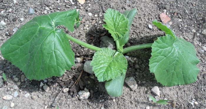 resized zucchini plant