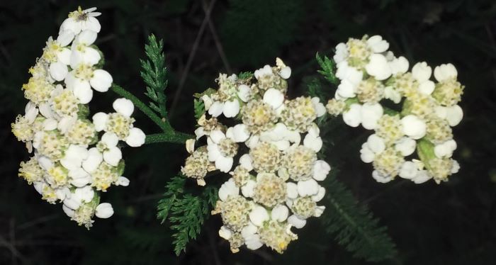 resized achillea 070421