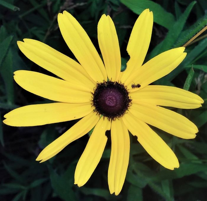 resized brown-eyed susan
