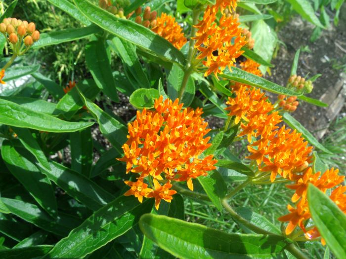 resized butterfly milkweed plant 071321