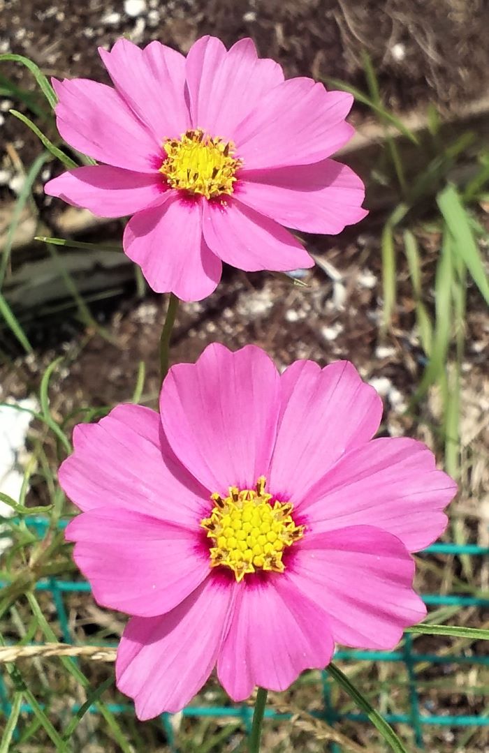 resized cosmos in bloom 070221
