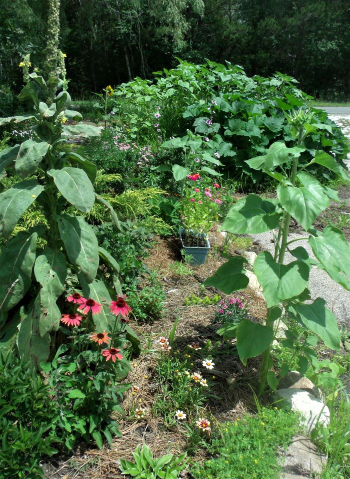 resized curve of garden 071321