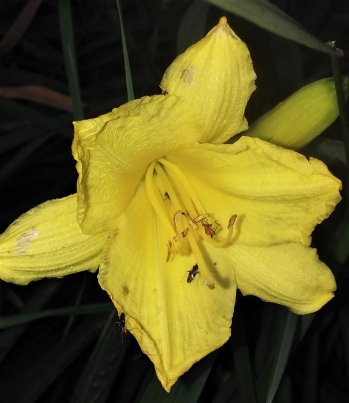 resized daylily 070421