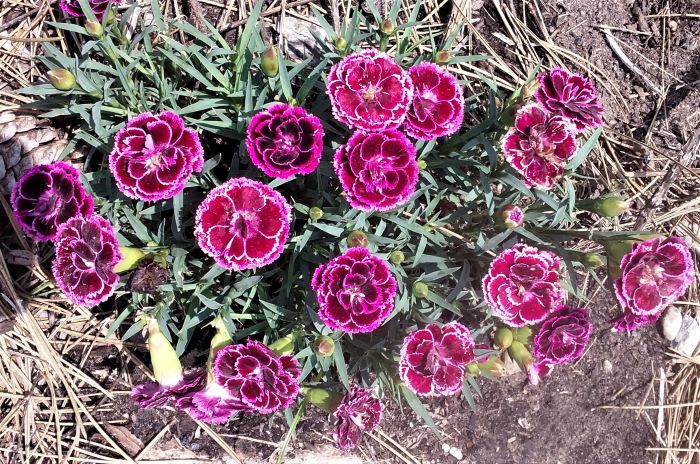 resized dianthus 070221