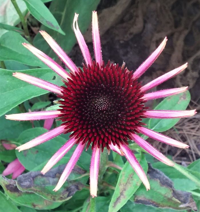 resized echinacea 070421