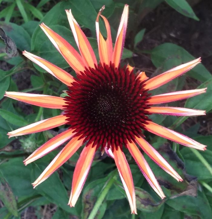 resized echinacea 070621