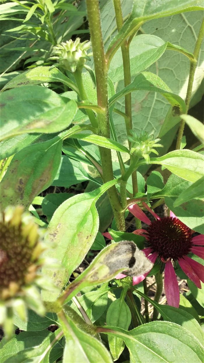 resized first echinacea bloom 070221
