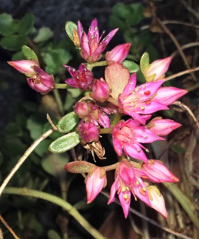 resized groundcover blooming 070421