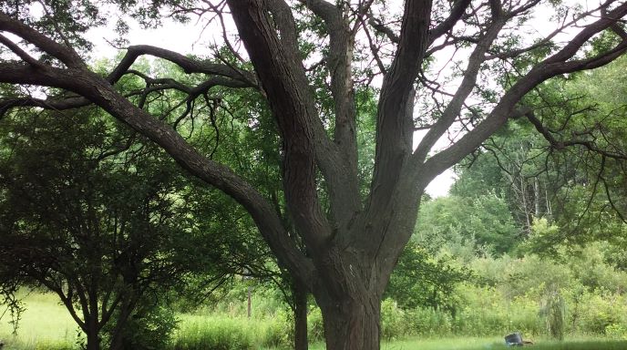 resized-locust-tree-before-picture-072221