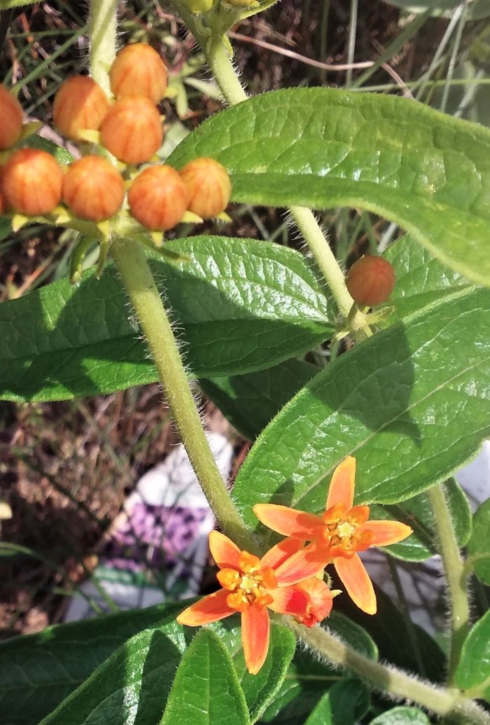resized orange flowers in bloom 070221