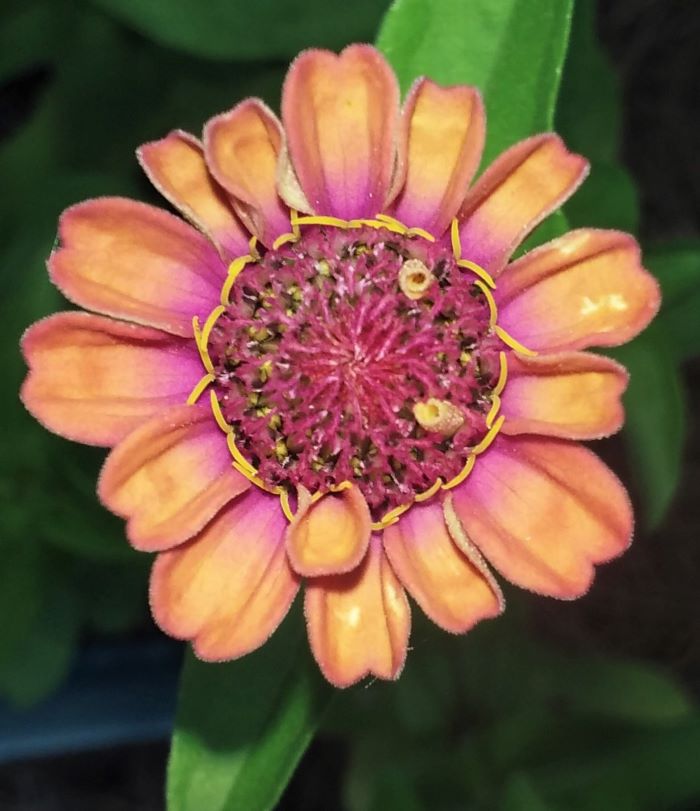 resized peach zinnia 070421