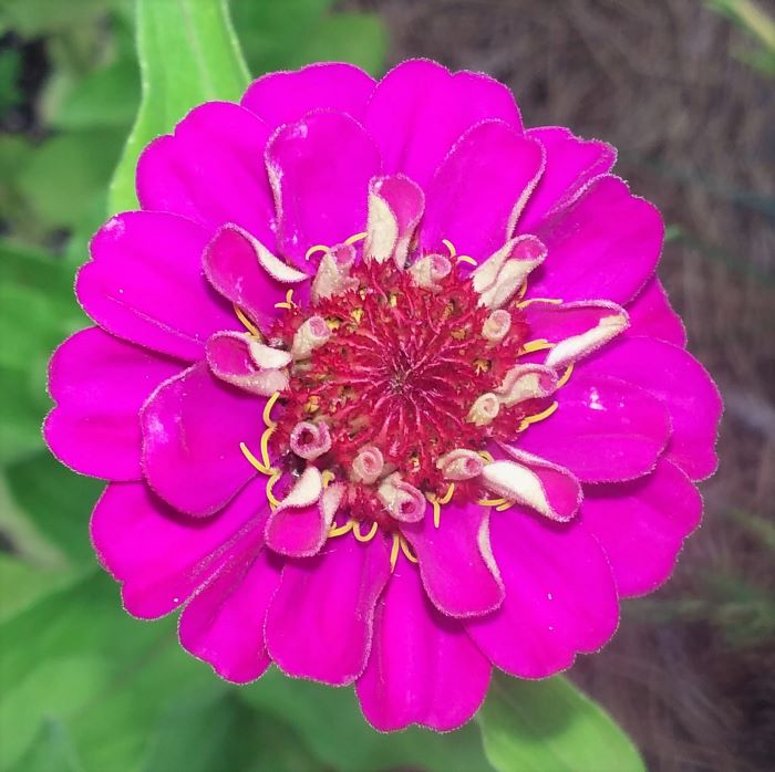 resized pink zinnia 070421