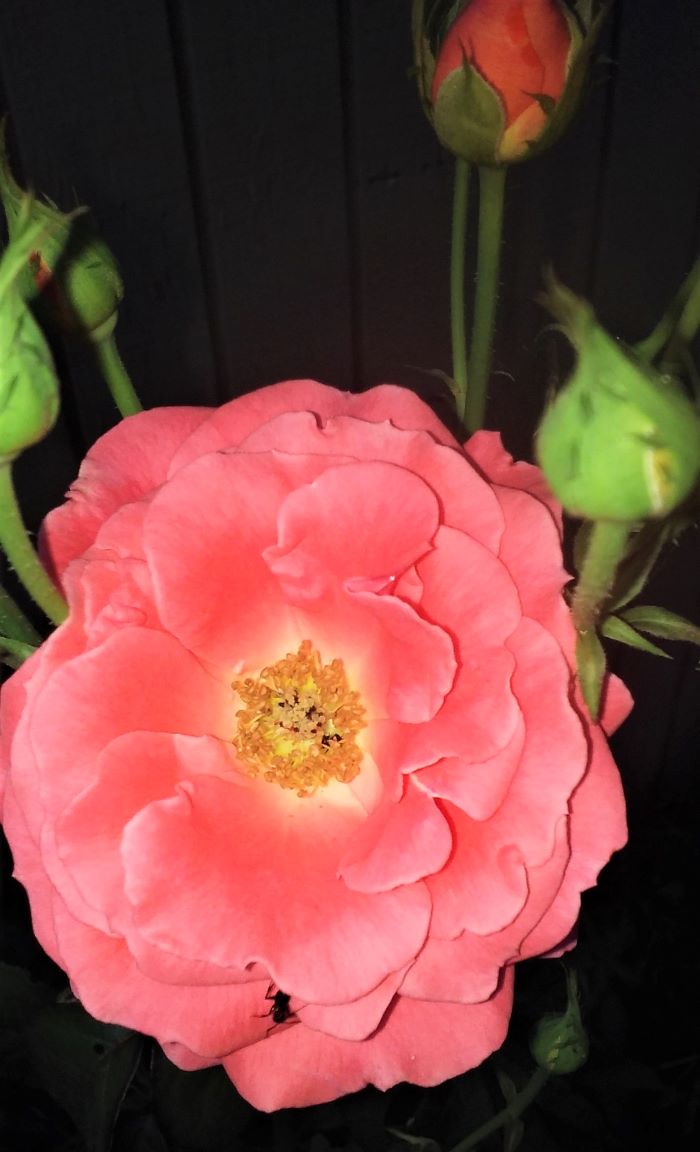 resized rose blossom 070421