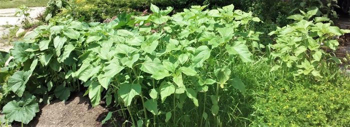 resized sunflower and zucchini on dirt hill 070221