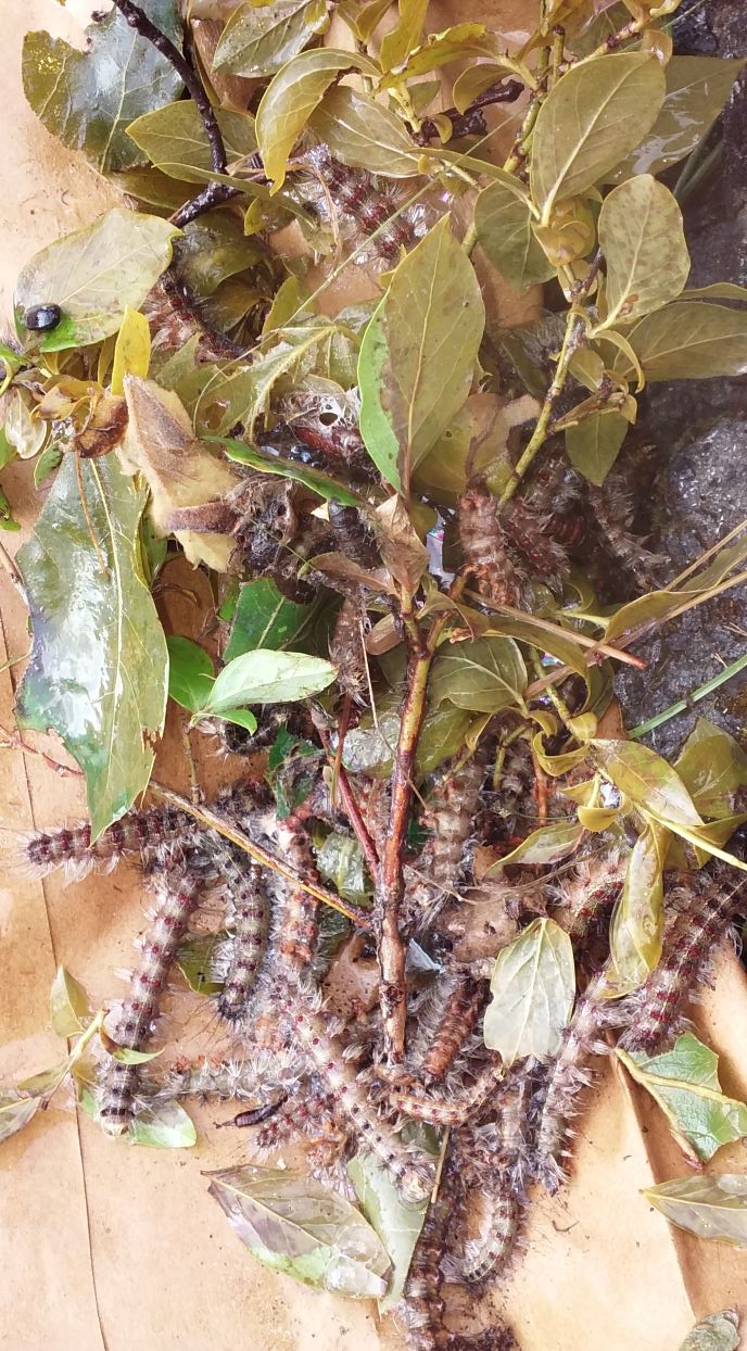 resized tent caterpillars 1 070421