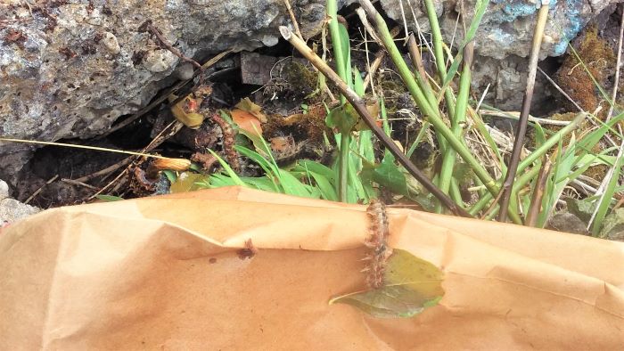 resized tent caterpillars 2 070421