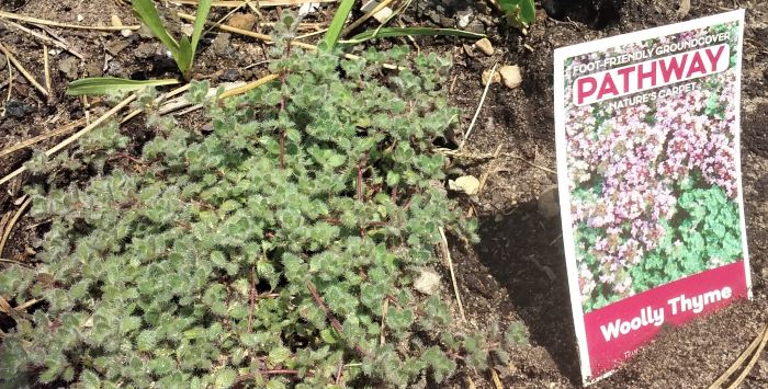 resized wooly thyme 070221