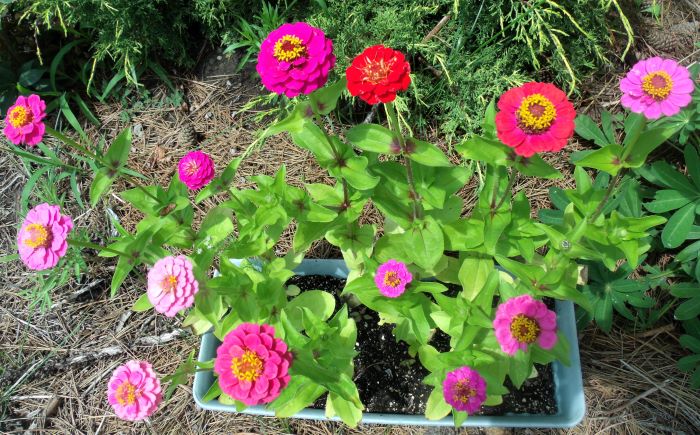 resized zinnias in full bloom 071321