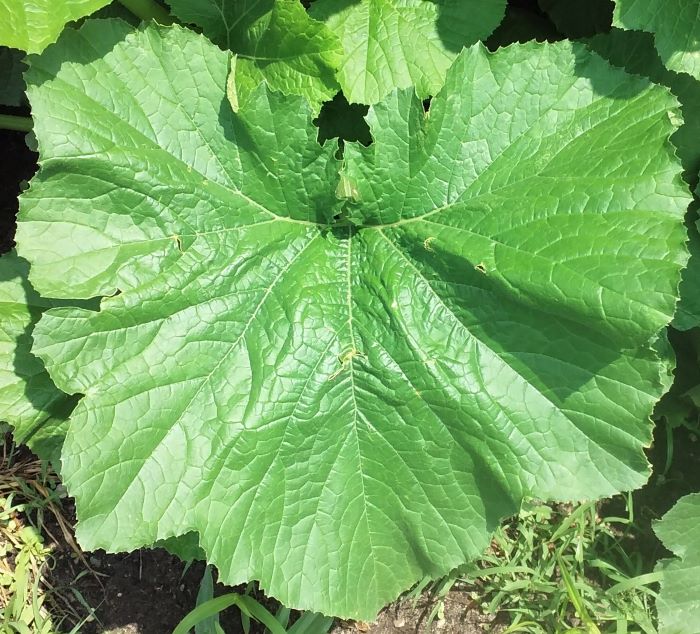 resized zucchini leaf 070221