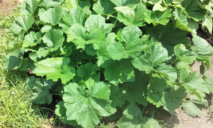 resized zucchini plants 070221