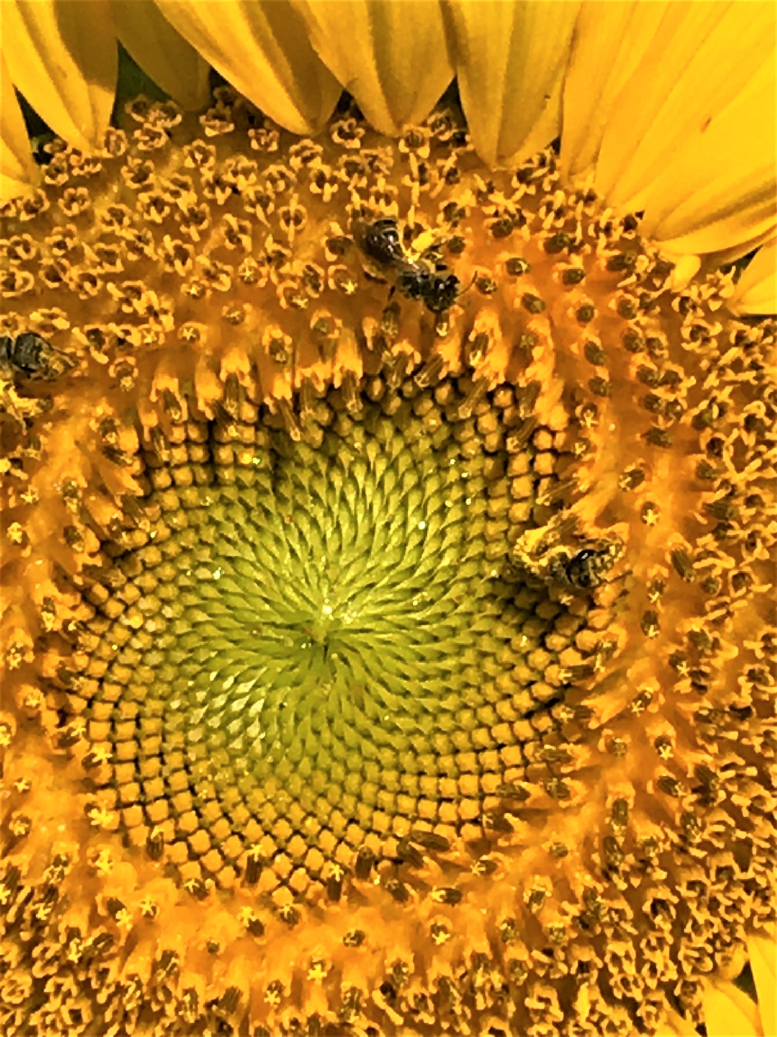 dwight roth sunflower pic