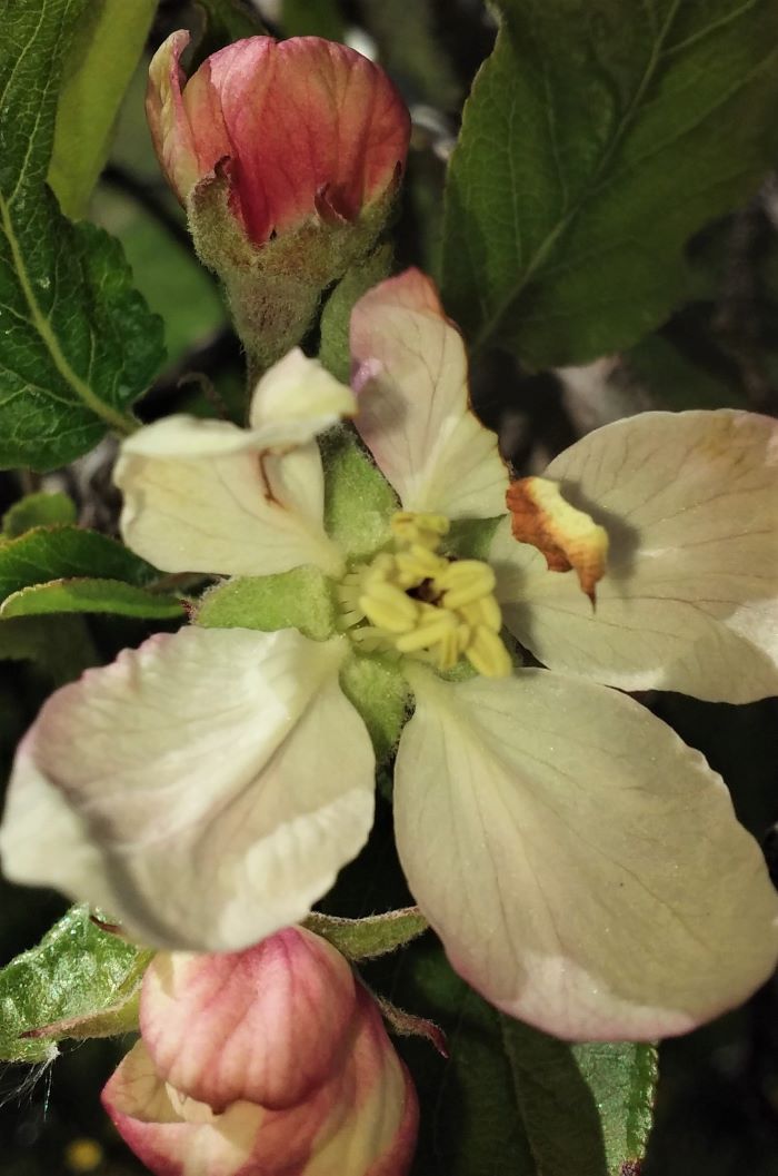 resized apple blossoms may 2021