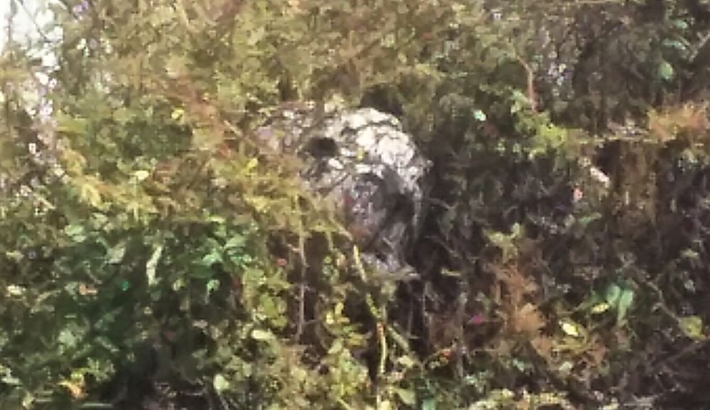 resized basketball sized paper wasp nest 081421