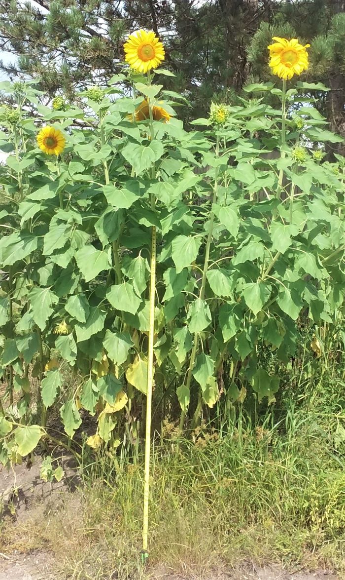 resized sunflowers 081821